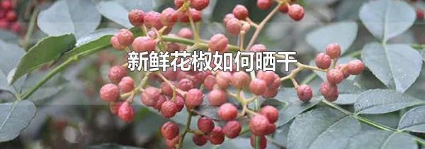 新鲜花椒如何晒干