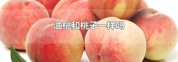 油桃和桃子一样吗