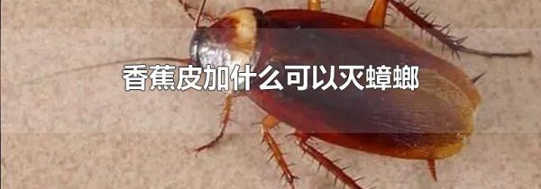 香蕉皮加什么可以灭蟑螂