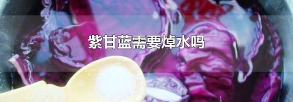 紫甘蓝需要焯水吗