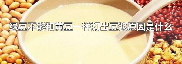 绿豆不能和黄豆一样打出豆浆原因是什么