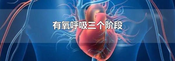 有氧呼吸三个阶段