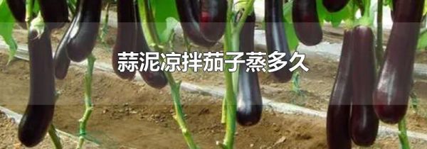 蒜泥凉拌茄子蒸多久