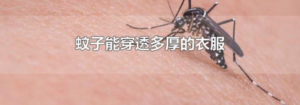 蚊子能穿透多厚的衣服