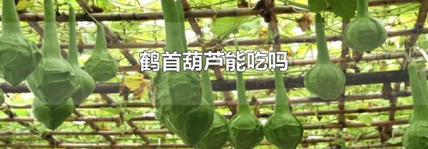 鹤首葫芦能吃吗
