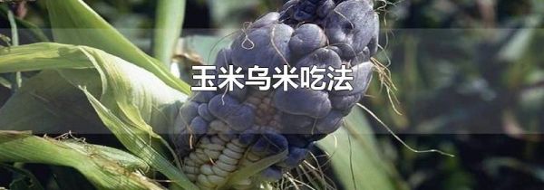 玉米乌米吃法