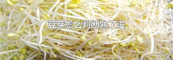 豆芽怎么判断熟了没