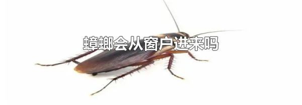 蟑螂会从窗户进来吗