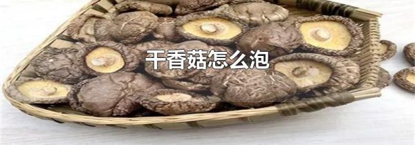 干香菇怎么泡