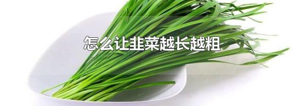 怎么让韭菜越长越粗