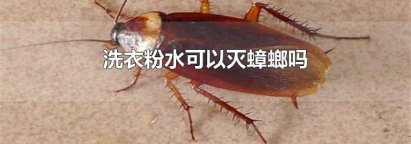 洗衣粉水可以灭蟑螂吗