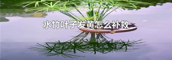 水竹叶子发黄怎么补救