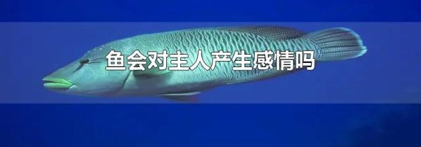 鱼会对主人产生感情吗