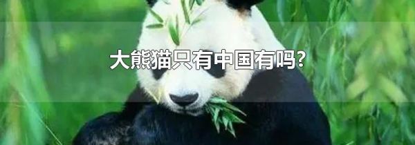 大熊猫只有中国有吗?