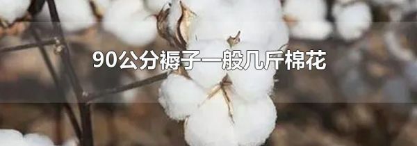 90公分褥子一般几斤棉花