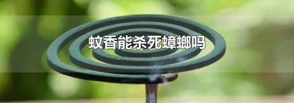 蚊香能杀死蟑螂吗