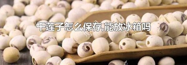 干莲子怎么保存,能放冰箱吗