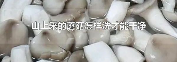 山上采的蘑菇怎样洗才能干净