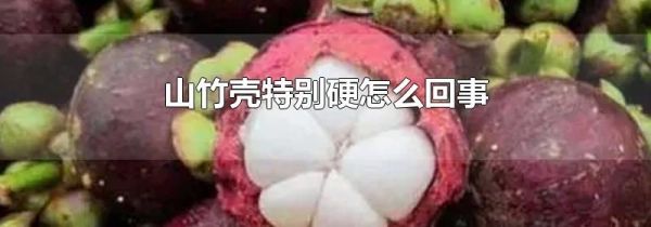 山竹壳特别硬怎么回事