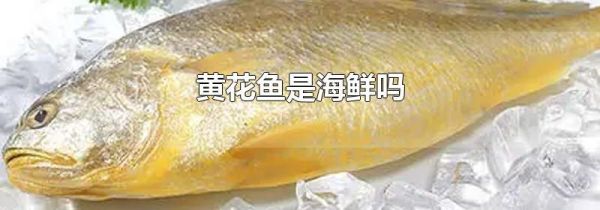黄花鱼是海鲜吗