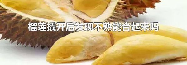 榴莲撬开后发现不熟能合起来吗