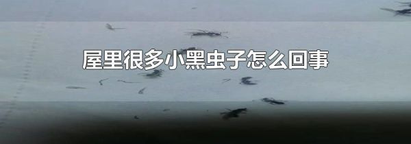 屋里很多小黑虫子怎么回事