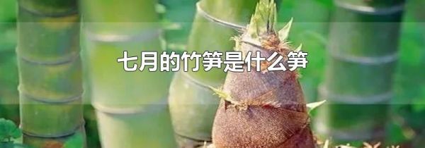 七月的竹笋是什么笋