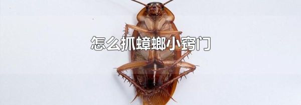怎么抓蟑螂小窍门