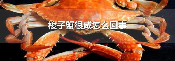 梭子蟹很咸怎么回事