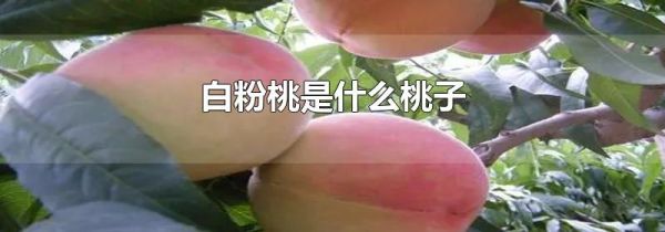 白粉桃是什么桃子