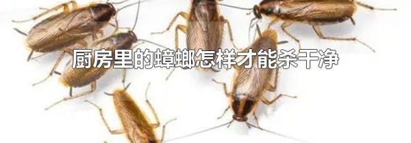 厨房里的蟑螂怎样才能杀干净