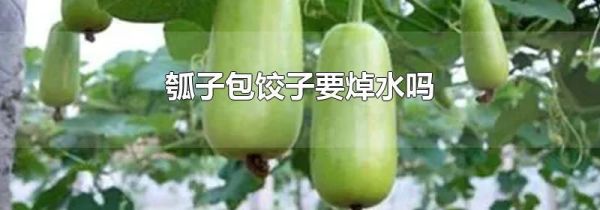 瓠子包饺子要焯水吗