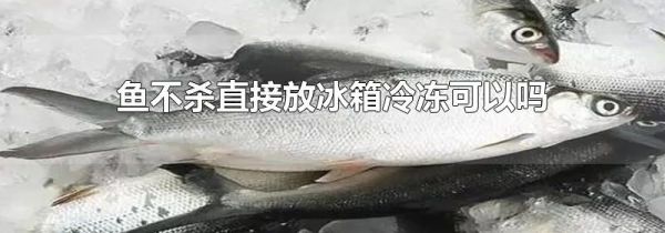 鱼不杀直接放冰箱冷冻可以吗