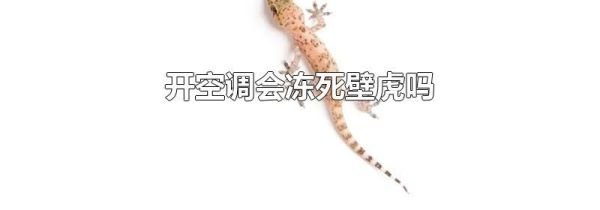 开空调会冻死壁虎吗