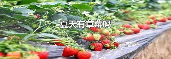 夏天有草莓吗