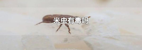 米虫有毒吗
