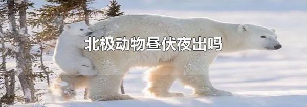 北极动物昼伏夜出吗