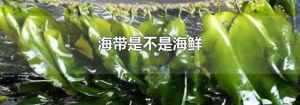海带是不是海鲜