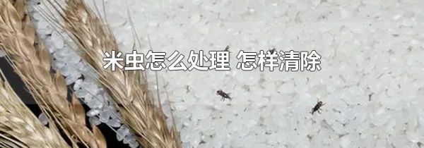 米虫怎么处理 怎样清除