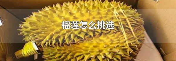 榴莲怎么挑选