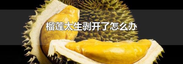 榴莲太生剥开了怎么办