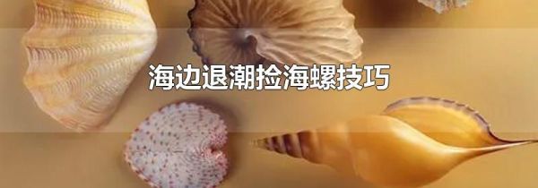 海边退潮捡海螺技巧