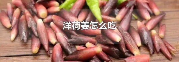洋荷姜怎么吃