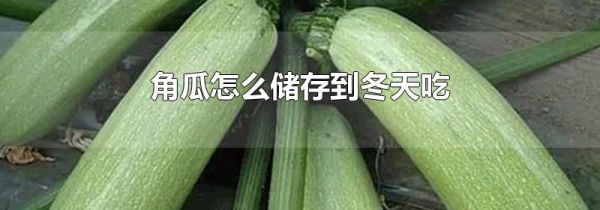 角瓜怎么储存到冬天吃