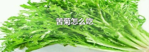 苦菊怎么吃