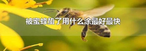被蜜蜂蛰了用什么涂最好最快