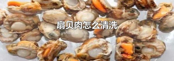 扇贝肉怎么清洗