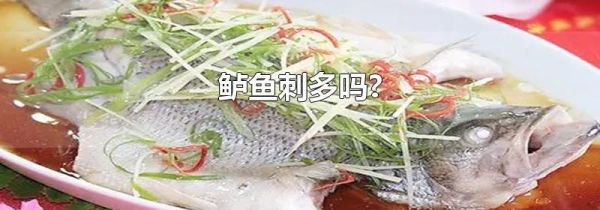 鲈鱼刺多吗?