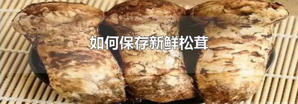 如何保存新鲜松茸