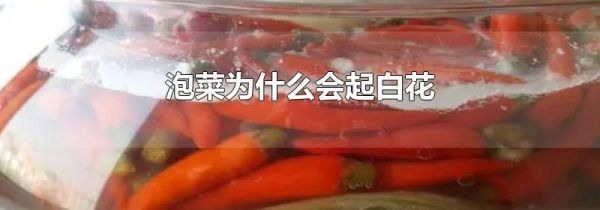 泡菜为什么会起白花
